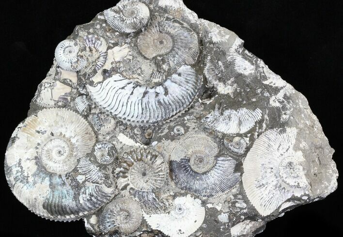Wide Kosmoceras Ammonite Cluster - England #30774